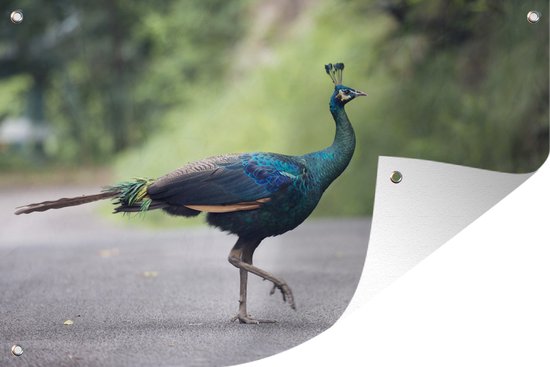 Pauw se promène dans la rue 180x120 cm XXL / Groot format!