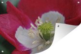 Tuindecoratie Close up van de slaapbol bloem - 60x40 cm - Tuinposter - Tuindoek - Buitenposter