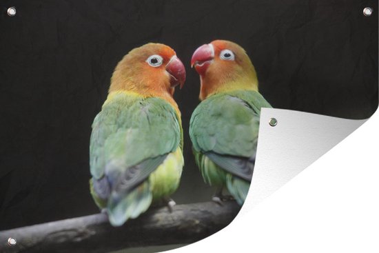 Tuindecoratie Lovebirds papegaaitjes fotoprint - 60x40 cm - Tuinposter - Tuindoek - Buitenposter