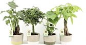 Trendy Kamerplanten Mix - Stone Leaf Potjes - Set van 4 - Luchtzuiverend - Alocasia, Pachira, Schefflera, Monstera