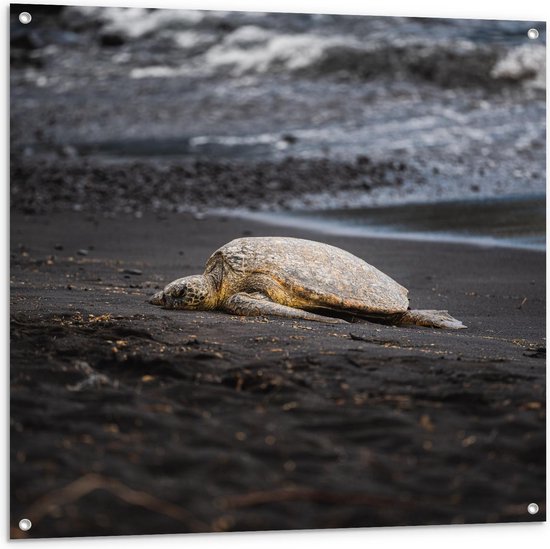 Tuinposter – Uitgeputte Schildpad op het Strand - 100x100cm Foto op Tuinposter  (wanddecoratie voor buiten en binnen)