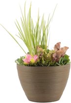 Terrasvijver Luxe Roest Mixmand - per Stuk - Vijverplant in Kwekerspot - ⌀ 40 cm - ↕25-35 cm