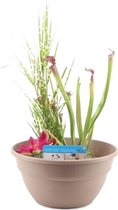 Terrasvijver in Taupe Mixmand - per Stuk - Vijverplant in Kwekerspot - ⌀ 40 cm - ↕25-35 cm