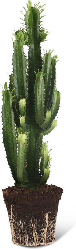 We Love Plants - Euphorbia Acrurensis - 75 cm hoog - Cactus