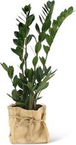 We Love Plants - Zamioculcas Zamiifolia + Mand Dylan - 55 cm hoog - Makkelijke kamerplant