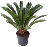 Kamerplant van Botanicly – Varenpalm – Hoogte: 100 cm – Cycas Revoluta