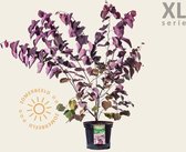 Cercis canadensis 'Forest Pansy' - XL