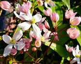 Clematis armandii 'Hendersonii Rubra'