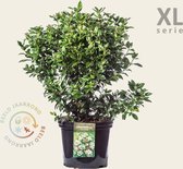 Viburnum tinus 'Eve Price' - XL