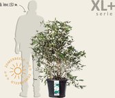 Viburnum plicatum 'Watanabe' - XL+