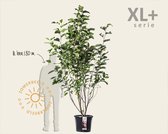 Magnolia 'Heaven Scent' - XL+