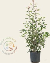 Photinia fraseri 'Red Robin' 100/125
