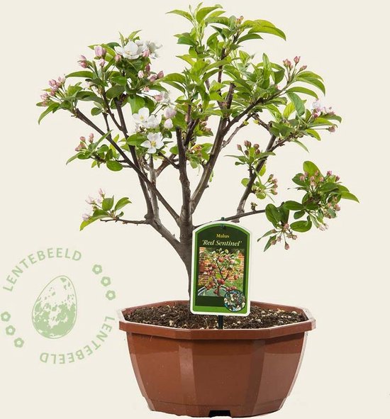 tuinplantenwinkel.nl Malus 'Red Sentinel' Bonsai - Sierappel met rode  appeltjes | bol