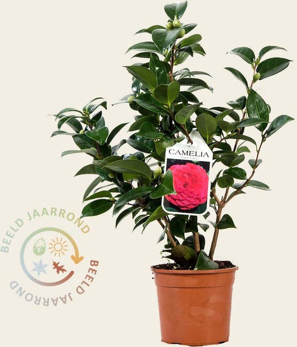 Camellia japonica 'Black Lace'