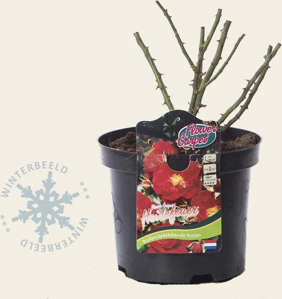 Rosa Flower Carpet 'Heidefeuer' bol