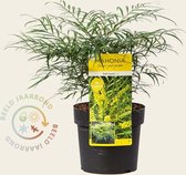Mahonia eurybracteata 'Soft Caress'