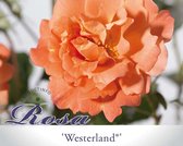 Rosa 'Westerland'