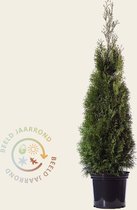 Thuja occidentalis 'Smaragd' 100/125 - in pot