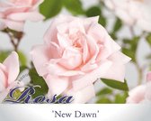 Rosa 'New Dawn' - 140 cm stam