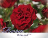 Rosa 'Balmoral Palace'