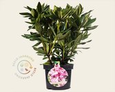 Rhododendron caucasicum 'Cosmopolitan'