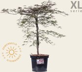 Acer palmatum 'Garnet' - XL