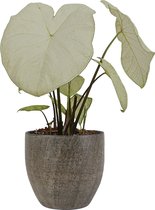 XL Caladium Garden White met pot Emmy Brown ↕ 80cm - Kamerplant