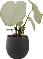 XL Caladium Garden White met pot Esra Grafiet ↕ 80cm - Kamerplant