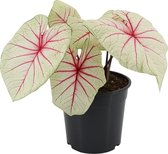 XL Caladium Fantasy zonder pot ↕60cm - Kamerplant