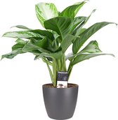 Mama's Planten -   Aglaonema Silver Bay Met Elho Brussels Antracite - Vers Van De Kweker - ↨ 50cm - ⌀ 17cm