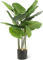 Alocasia N.E.P.