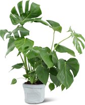 We Love Plants - Monstera Deliciosa + Plantbag Old Blue  - 65 cm hoog - Gatenplant