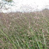 6x Panicum virgatum 'Squaw' - Vingergras - Pot 9x9 cm