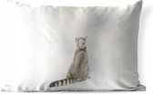 Buitenkussens - Tuin - Kitten voor witte achtergrond - 50x30 cm