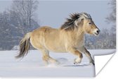 Fjord paard dat door de sneeuw rent 120x80 cm - Foto print op Poster (wanddecoratie woonkamer / slaapkamer)