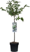 Japanse Sierkers op stam - Prunus nipponica Brillant - 85cm