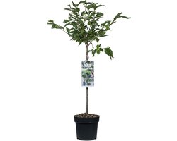 Japanse Sierkers op stam - Prunus nipponica Brillant - 85cm