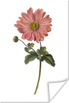 Fleur rose sur fond blanc 80x120 cm / Poster Fleurs