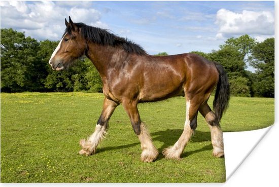 Lopend Shire paard in groen 180x120 cm XXL / Groot formaat! - Foto op... | bol.com