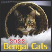 Bengal Cats 2022