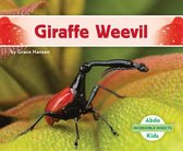 Giraffe Weevil