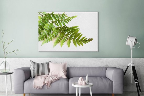 Feuille verte d'une fougère sur fond blanc 120x80 cm - Tirage photo sur toile (Décoration murale salon / chambre)