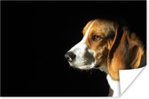 Beagle geniet van de zon Poster 120x80 cm - Foto print op Poster (wanddecoratie woonkamer / slaapkamer) / Huisdieren Poster
