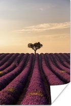 Lavendelveld met een eenzame boom bij zonsondergang 60x90 cm / Bloemen Poster