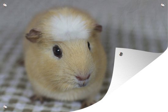 Muurdecoratie Kleine cavia - 180x120 cm - Tuinposter - Tuindoek - Buitenposter