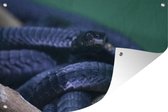 Tuinposter - Tuindoek - Tuinposters buiten - Zwarte mamba - 120x80 cm - Tuin