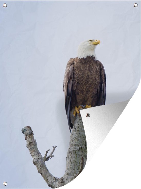 Tuin decoratie Amerikaanse zeearend - Adelaar - Roofvogels - Zittend - 30x40 cm - Tuindoek - Buitenposter