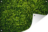 Tuinposter - Tuindoek - Tuinposters buiten - Lichtgroene bladeren - 120x80 cm - Tuin
