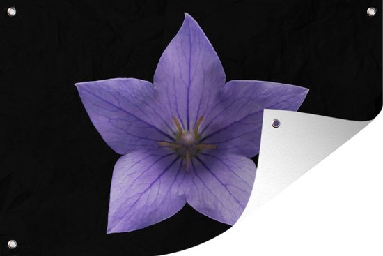 Fleur violette avec forme d'étoile sur fond noir affiche de jardin toile en  vrac 60x40... | bol.com