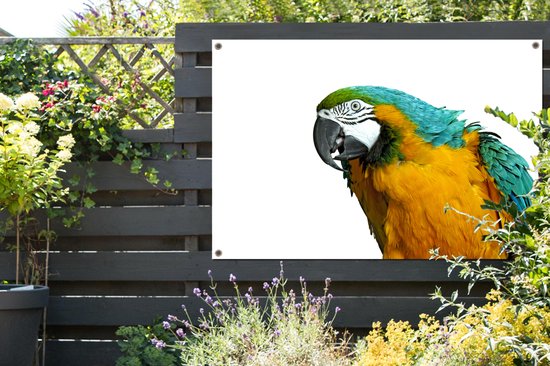 Affiche de jardin perroquet devant un fond blanc toile en vrac 120x80 cm - Toile de jardin / Toile d'extérieur / Peintures d'extérieur (décoration de jardin)